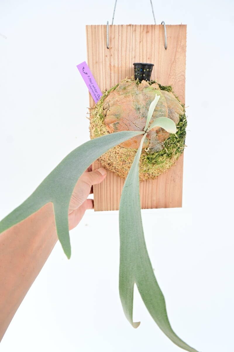 Amazon.co.jp: P.Paul whiter OC(P.willinckii x P.paulwebber